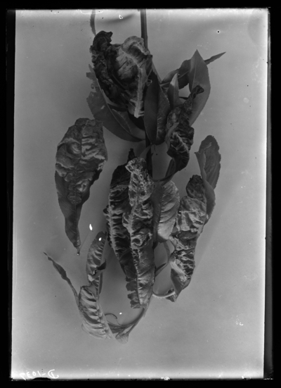 Peach leaf curl-natural size. 5/12/1906