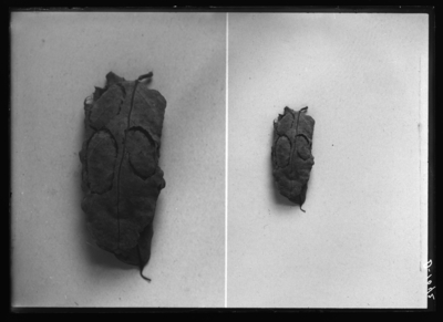 Ecdytolopha insiticiana cases made for puparium. 9/1/1915