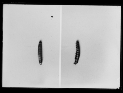 Noctuid larva. Aug-15