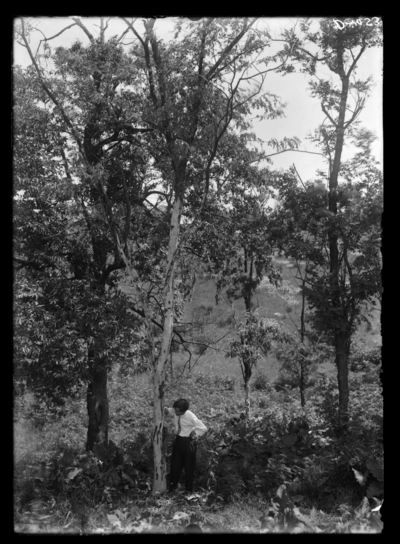 Locust tree injured by borer; bark stripped to show injury. 6/16/1914