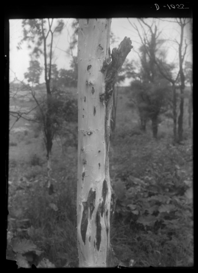 Locust tree injured by borer; bark stripped to show injury. 6/15/1914
