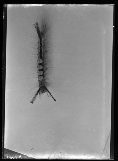 White marked Tussock larva. 10/8/1906