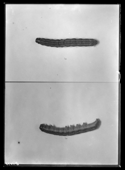 Fall army worm larva, dorsal and side views in Berea, Kentucky. 9/27/1912