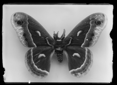 Samia cecropia, natural size. 1899