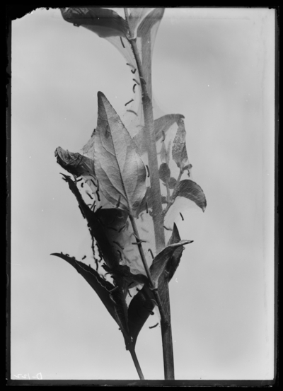 Fall web worm. 6/12/1913