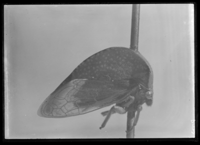 Buffalo treehopper. 2/28/1908