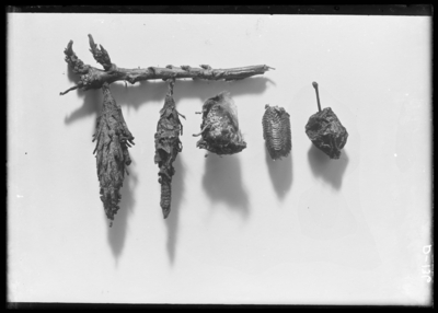Bagworm, female, male, egg. 4/12/1906