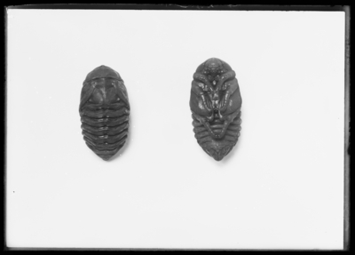 Paupae of rhinoceros beetles, natural size. 9/10/1907