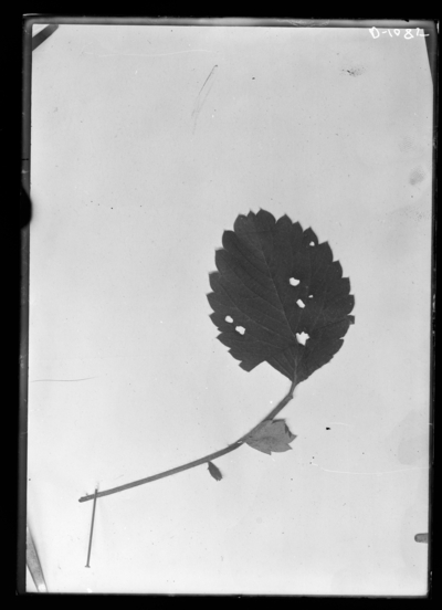 Work of adult crown borer on strawberry leaf. 9/9/1921