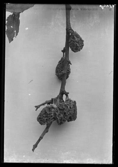 End of Lombard plum twig with plums. 9/7/1904