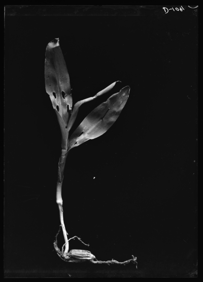Corn bill bug injury in Maysville, Kentucky. 6/2/1910