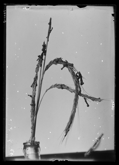 Army worm on rye-killed by disease. 6/10/1918