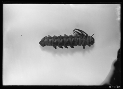 Citheronia regalis-larva from specimen preserved in collection. 10/11/1906