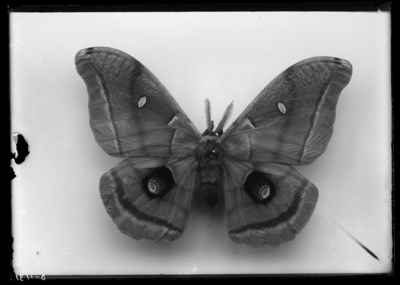 Telea polyphemus. 1899
