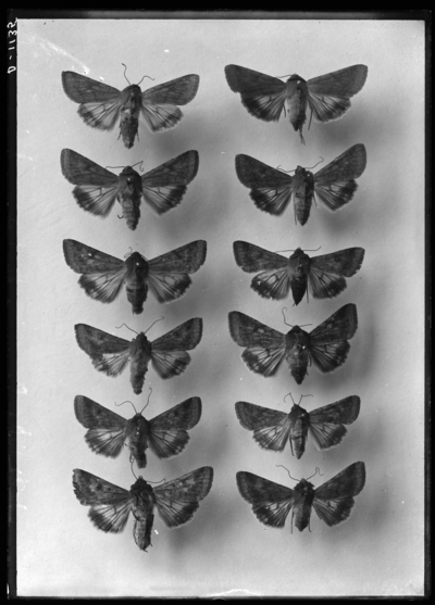 Chloridea obsoleta, male and female showing variation in color. 3/26/1918