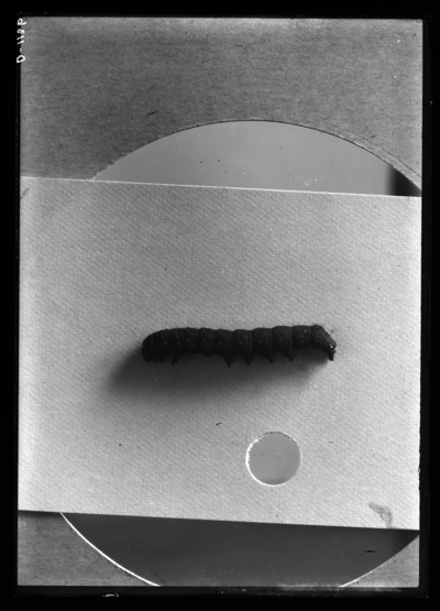 Chloridea viviscus larvae. 8/20/1918