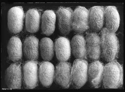 Silk worm cocoons. 6/1/1905