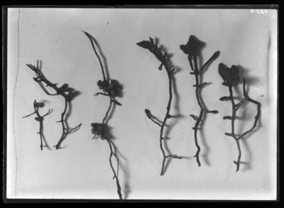 Nodules on vetch, 1. left, burrowing nodules 2. right, ordinary nodules. 1909
