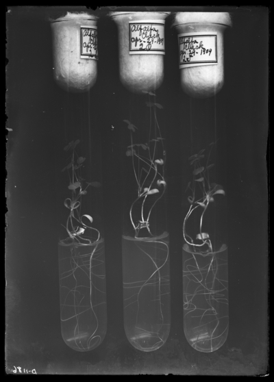 Test tubes of alfalfa Experiment #2. 6/9/1909