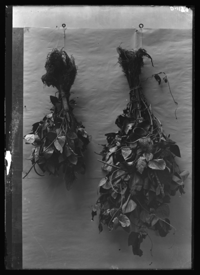 Cowpeas planted in pots; 1. in sand 2. in soil. 7/22/1905