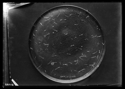 Crystals formed in plate of plain agar by purple bacillus isolated from reservoir & cistern water. 4/9/1908