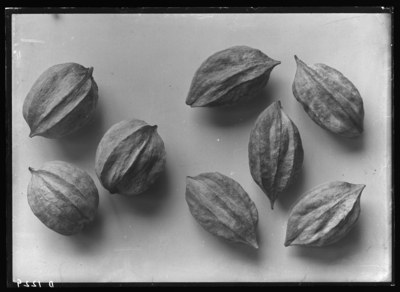 Carya alba, variant from C.L. Renaker, Dry Ridge, Kentucky. Carya alba, typical from Herbert Anderson, Kevil, Kentucky. 10/28/1926
