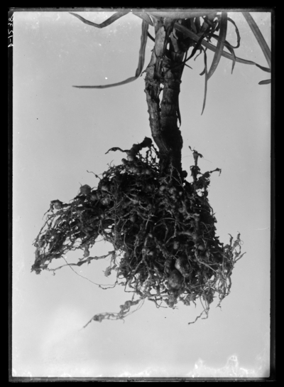 Carnation, roots, affected by root knot diseases. 2/27/1909