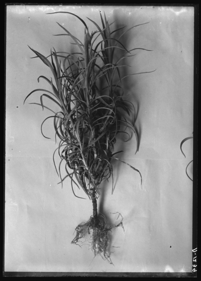 Carnation, uninjured plant. 2/27/1909