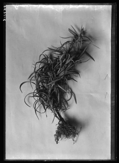 Carnation, affected by root knot disease. 2/27/1909