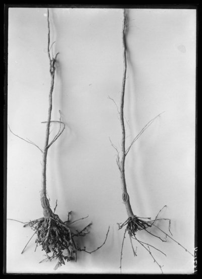 Alfalfa disease on Experiment Farm. 4/4/1914