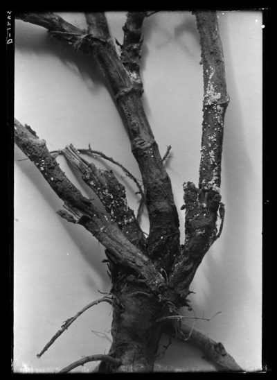 Disease of red clover. 10/4/1906