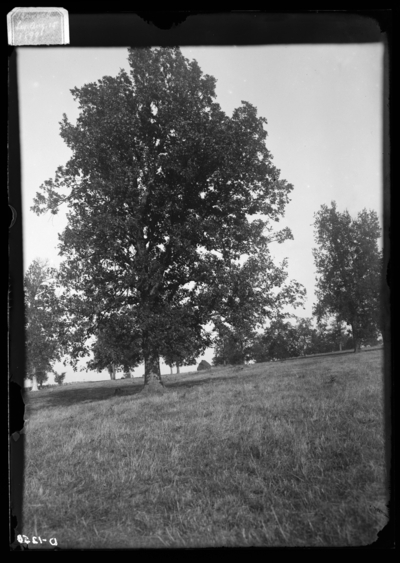 Bur oak tree from Lexington, Kentucky. 8/15/1899