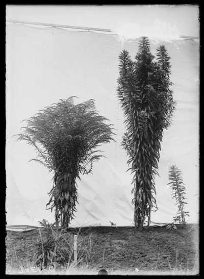 Solidago albizzia, cultivated not in bloom at Dreer. 8/23/1915