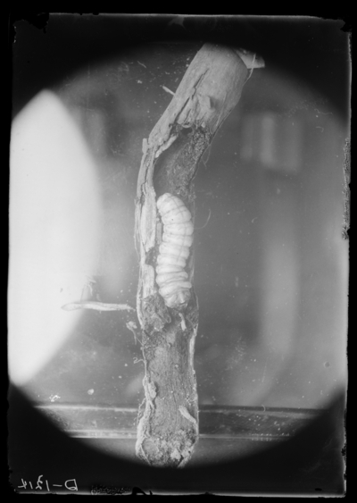 Grape vine root borer from vines east of greenhouse. 5/1/1936