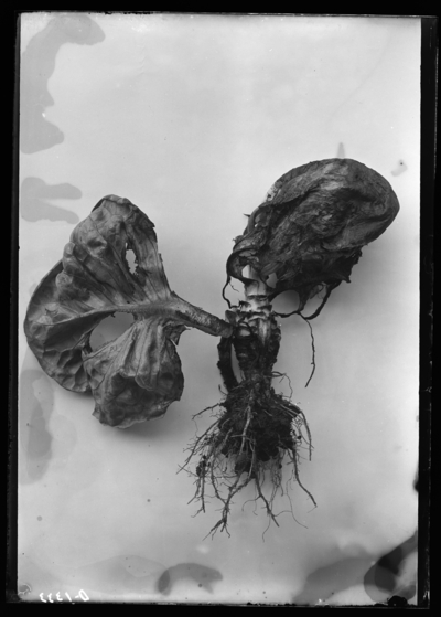 Lettuce rot in Vivarium. 5/28/1901