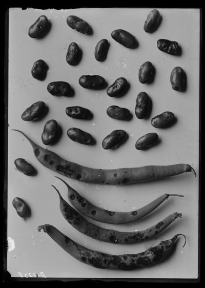 Beans affected by anthracnose. 7/6/1917