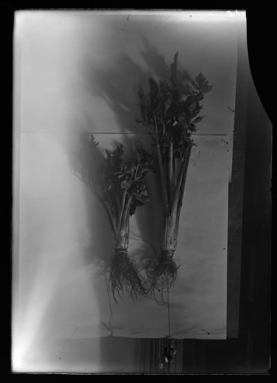 Giant pascal celery. Plot 191 tall. Plot 195 short. 12/11/1905