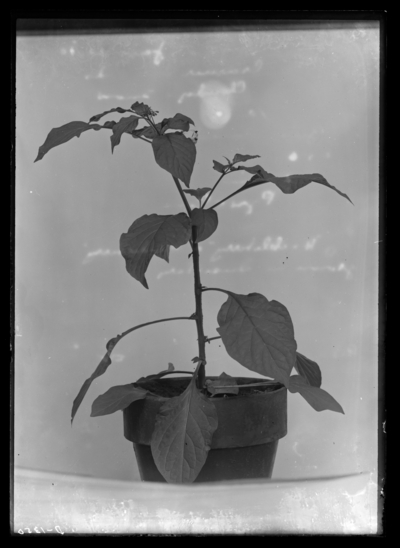 Huckleberry or wonderberry grown in insectary. 1/12/1910