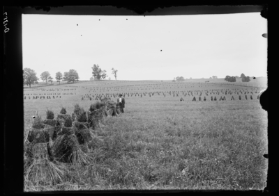 Orchard grass field at Duncan Brothers in La Grange, Kentucky. 6/21/1916