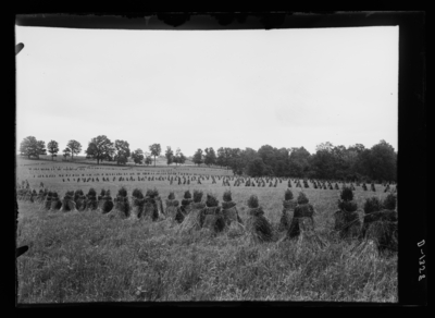 Orhcard grass field at Duncan Brothers in La Grange, Kentucky. 6/21/1916