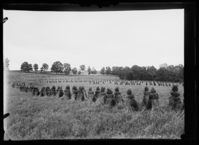 Orchard grass field at Duncan Brothers in La Grange, Kentucky. 6/21/1916
