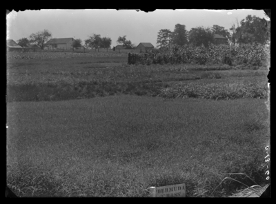 Bermuda grass plot. 8/30/1906