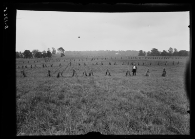 Orchard grass at Duncan in La Grange, Kentucky. 6/21/1916