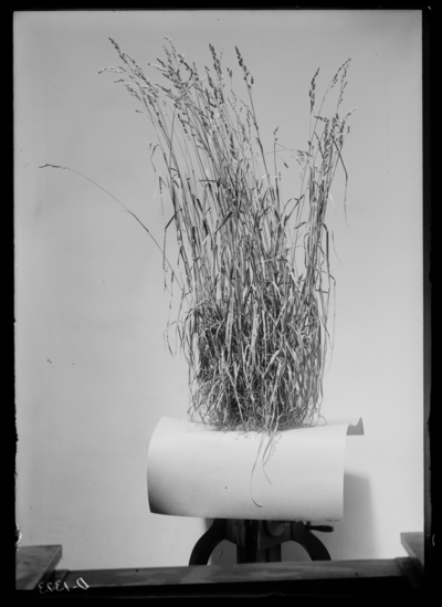 Orchard grass-1 stool from rear of insectary. 6/28/1916