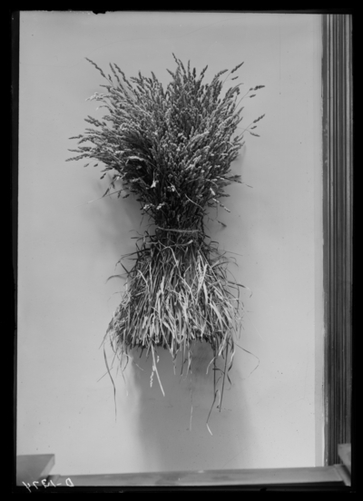 Orchard grass-1 bundle from rear of insectary. 6/28/1916