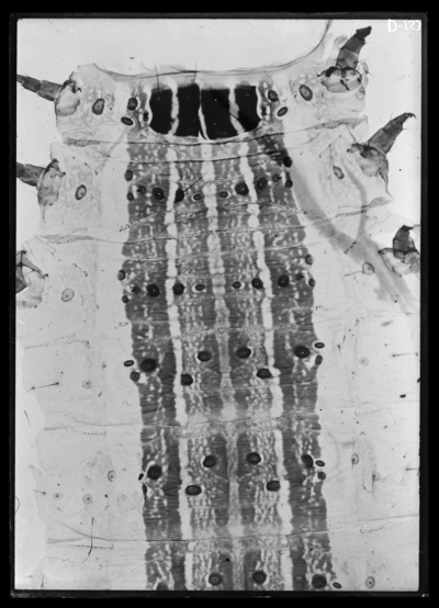 Anterior part showing pigment of lapyhgiva frigifeida 2/3/1919