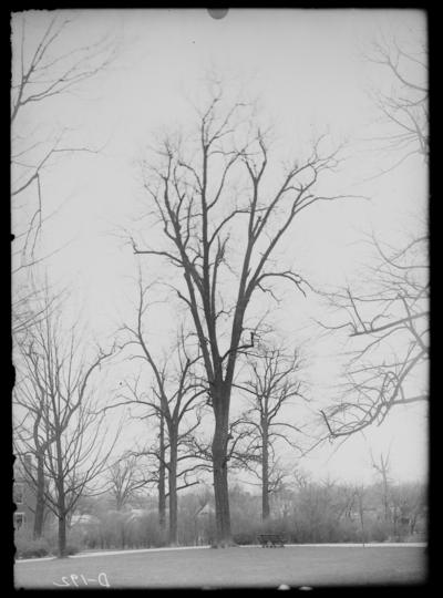 Pignut hickory in Woodland Park 4/17/1913