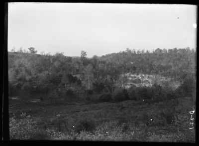 First growth along Barns Creek in Fayette County Sept. 1899