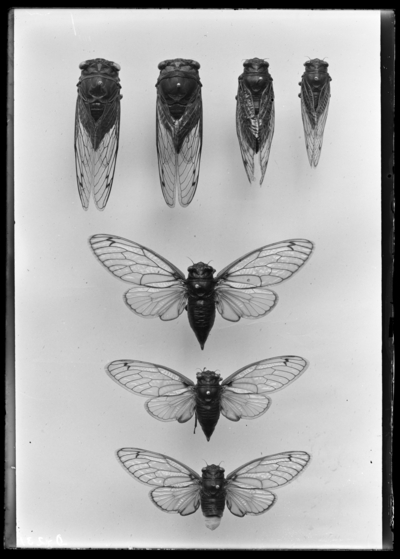 Adult cicada. 4/25/1903