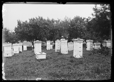 J.P. Moore's apiary in Morgan, Kentucky. 7/25/1916